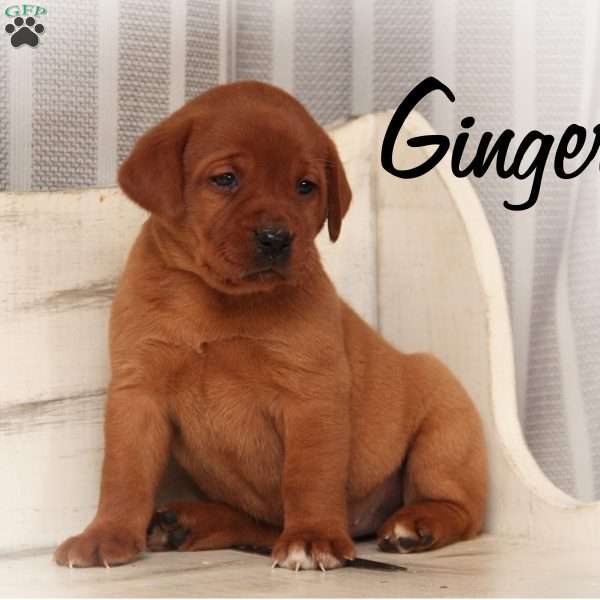 Ginger, Fox Red Labrador Retriever Puppy